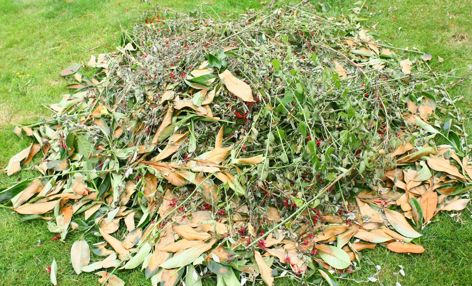 cleaning tree branches